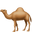 camel