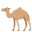 camel