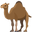 camel