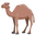 camel