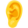 ear