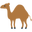 camel