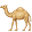 camel