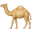 camel